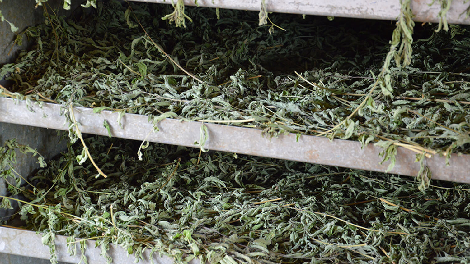 SÃ©chage plantes aromatiques coopÃ©rative Sicarappam au Massif Central -  infusion bio Digestion